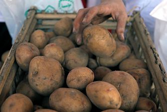 Українські фермери очікують рекордно раннього сезону молодої картоплі
