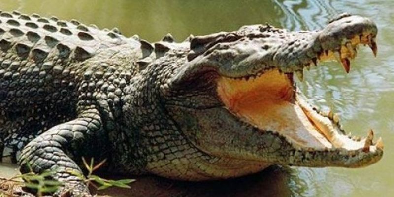 В Австралии огромный крокодил съел корову на глазах у туристов