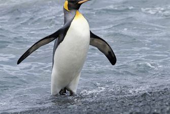 Смелый пингвин запрыгнул в лодку к ученым и рассмешил Сеть