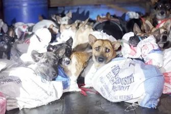 Понад 50 собак урятували від бійні заради їжі