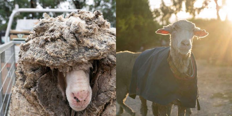 В Австралии потерявшегося барана спасли от 35 кг шерсти. Он ничего не видел и блуждая годами
