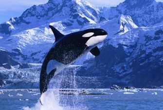 19 февраля - Всемирный день защиты морских млекопитающих
