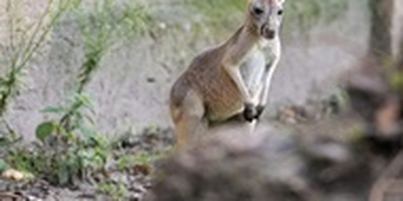 В Австралии кенгуру убило мужчину
