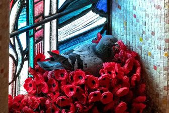 В Австралии голубь забирал маки с могилы солдата, чтобы свить гнездо в мемориале
