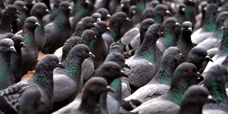 Даже не шелохнутся: Жуткая стая голубей испугала прохожих