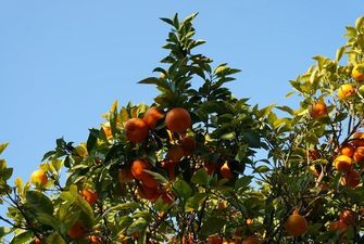 В Іспанії вироблятимуть електроенергію з апельсинів