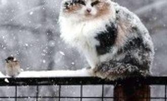 В понеділок на українців чекає мокрий сніг