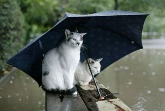 Без зонта никуда: синоптики дали прогноз погоды на 14 декабря