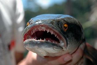 Необычную рыбу обнаружили в США