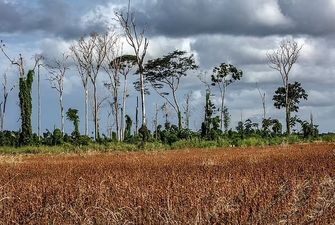 Разрушили люди. Ученые обнаружили, что почти 40% "зеленых легких" Земли пострадали в Амазонке