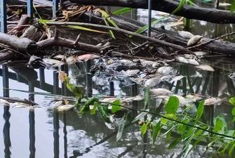 У столичному парку на ставках масово загинули птахи та риба
