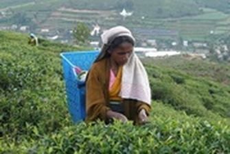 В Шри-Ланке на 16% снизилось производство чая