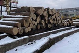 Вырубка деревьев в Чернобыльском заповеднике: причастным сообщили о подозрении