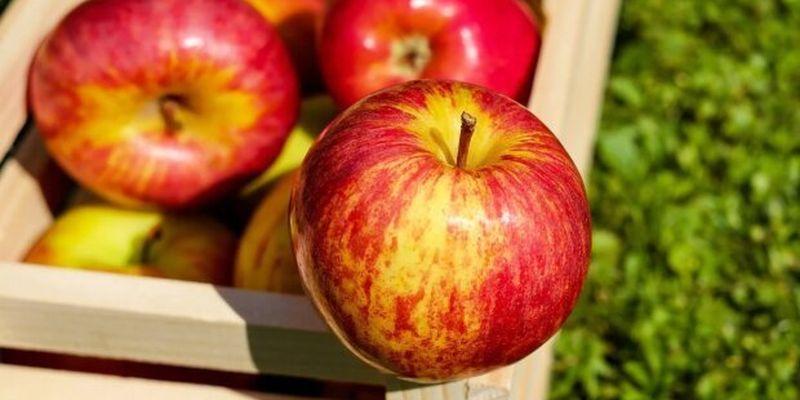 Как изменились цены на яблоки в Украине