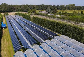 Агрофотовольтаїка: напівпрозорі сонячні панелі вкрили плантації малини у Нідерландах