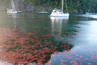 Через відсутність туристів води пляжів на Філіппінах заполонили томатні медузи