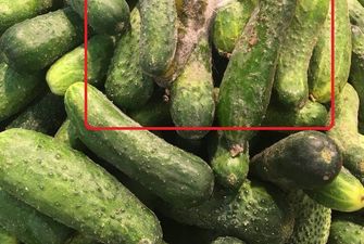 Сеть возмутили гнилые овощи в известном супермаркете в Киеве: опубликовано фото