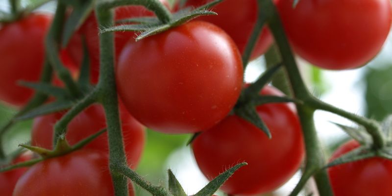 Ціни на тепличні томати зросли на 8%