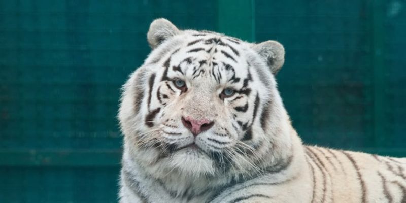 Из Экопарка под Харьковом вывезли белого тигра