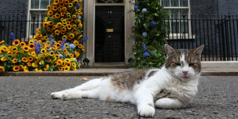 Главный кот Великобритании прогнал лису с Даунинг-стрит