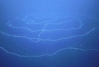 Гигантское морское существо удалось заснять на видео