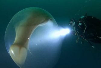 Дети 275-килограммового гиганта: В глубинах океана дайверы заметили гигантское яйцо-кокон