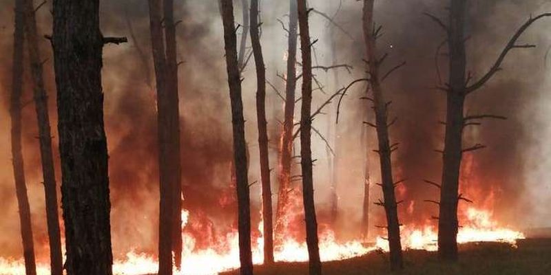 На Дніпропетровщині згоріло 5 гектарів лісу