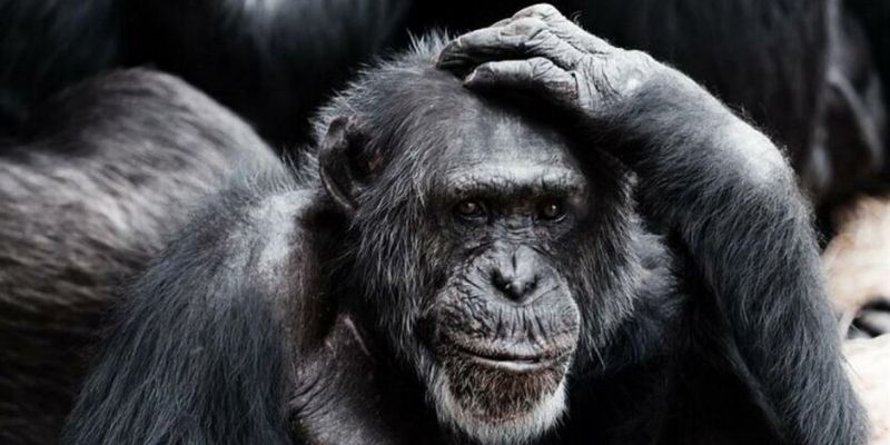 В США зарегистрировали первую смерть от оспы обезьян