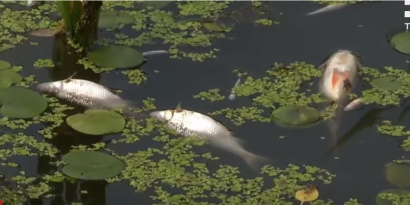 В Житомире нечистоты из канализации слили в реку: массово гибнет рыба