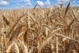 Росія має намір експортувати кримську пшеницю в Сирію