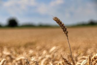 «Аграрний фонд» повертається до класичної моделі форвардних закупівель зерна