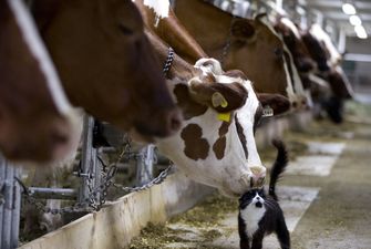 Україна в червні збільшила експорт молочної продукції