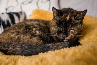 Самой старой кошкой в мире признали 27-летнюю Флосси из Великобритании