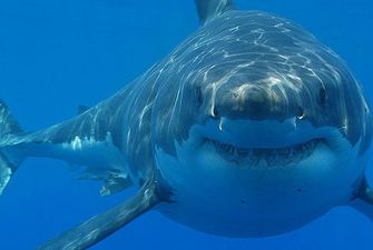 В США акула атаковала ученого
