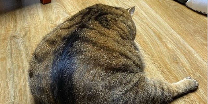 «Шерстяной шар»: Японский кот растолстел и стал звездой Инстаграм