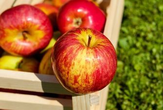 Как изменились цены на яблоки в Украине