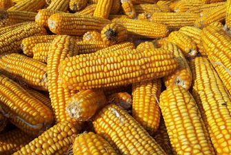 Жнива кукурудзи затримуються через високу вологість зерна