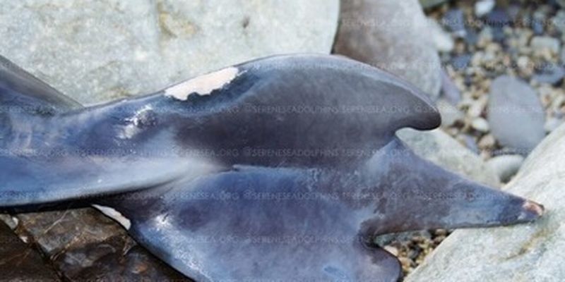 На побережье Крыма нашли необычных дельфинов с хвостами-трезубцами: фото