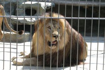 Одесский "смельчак" влез в клетку со львами: животные не пострадали. ВИДЕО