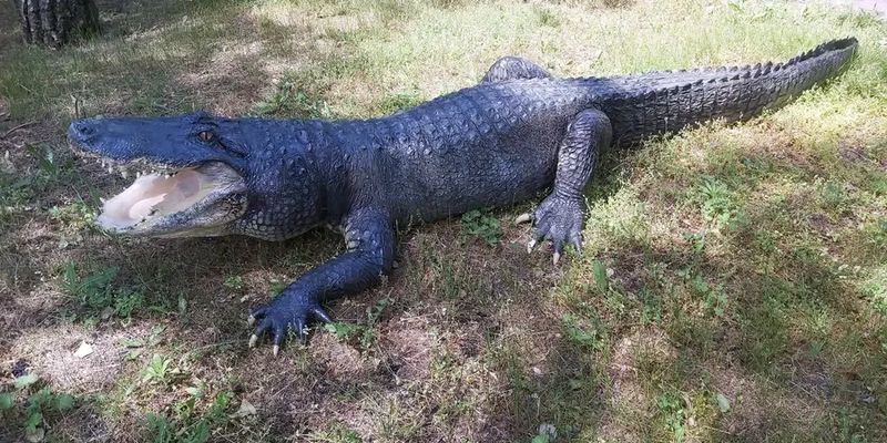 В Николаевский зоопарк вернулся крокодил-долгожитель