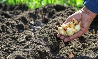 Как правильно выращивать лук и чем подкормить: секреты для щедрого урожая