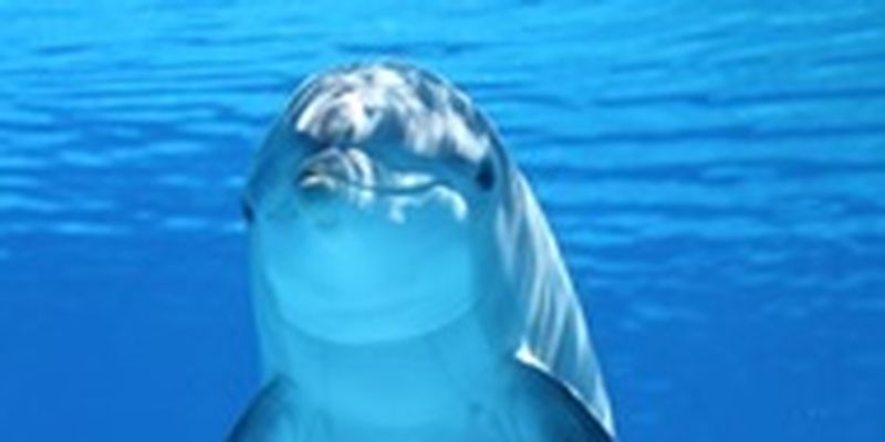 В Японии дельфин терроризирует отдыхающих