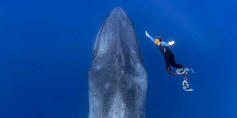 Знакомство драйвера с синим китом попало на потрясающие фото