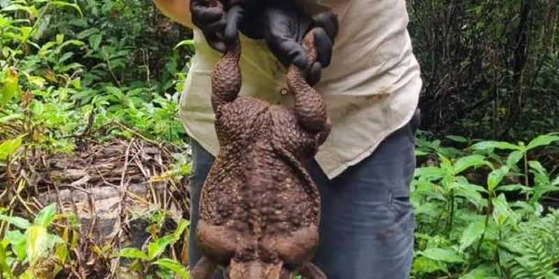 В Австралии нашли самую ядовитую лягушку: ее вес достигает почти 3 кг
