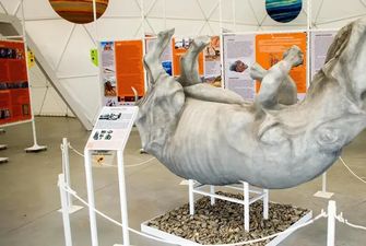 На Прикарпатье презентовали копию мохнатого носорога, который жил 40 тысяч лет назад