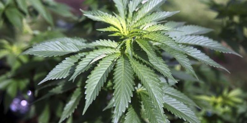 У Верховній Раді зареєстрували законопроект про легалізацію медичної марихуани