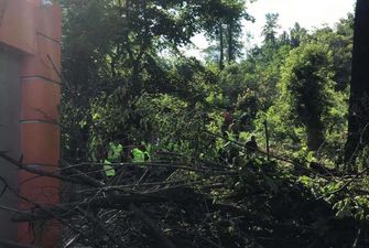 «Тітушки» забудовника знову валять дерева у Протасовому Яру