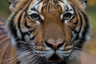У тигриці в зоопарку Нью-Йорка знайшли коронавірус