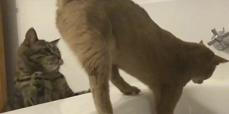 Кот предательски столкнул своего усатого друга в ванну и рассмешил Сеть