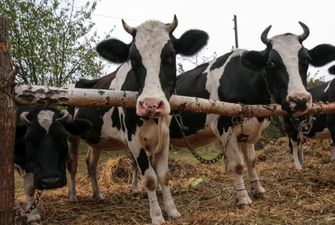 В Украине сокращается поголовье всех видов сельхозживотных